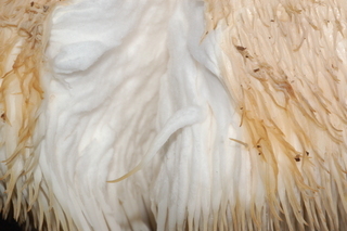 Lion's Mane Mushroom